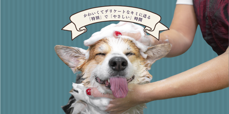 ヘッダー